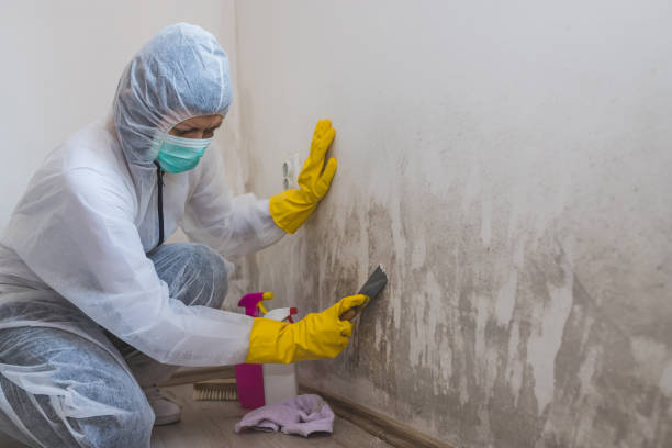 Smethport, PA Mold Inspection, Removal & Remediation Company