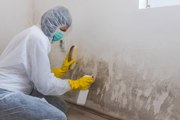 Best Attic Mold Removal  in Smethport, PA